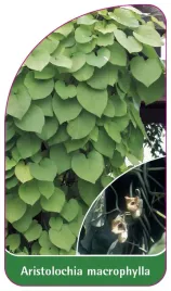 etykieta-szkolkarska-aristolochia-macrophylla