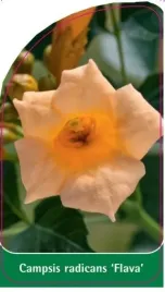etykieta-szkolkarska-campsis-radicans-flava-a