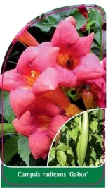etykieta-szkolkarska-campsis-radicans-gabor-a