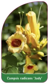 etykieta-szkolkarska-campsis-radicans-judy