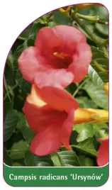 etykieta-szkolkarska-campsis-radicans-ursynow-a