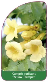 etykieta-szkolkarska-campsis-yellow-trumpet