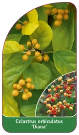 etykieta-szkolkarska-celastrus-orbiculatus-diana