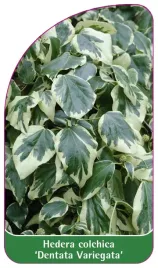 etykieta-szkolkarska-hedera-colchica-dentata-variegata