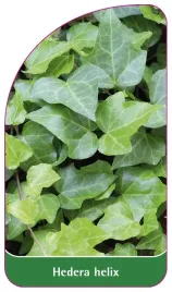 etykieta-szkolkarska-hedera-helix-standard