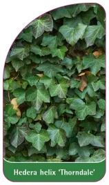 etykieta-szkolkarska-hedera-helix-thorndale