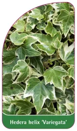 etykieta-szkolkarska-hedera-helix-variegata