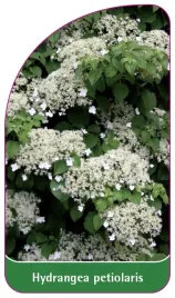 etykieta-szkolkarska-hydrangea-petiolaris