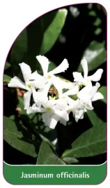 etykieta-szkolkarska-jasminum-officinalis