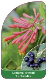 etykieta-szkolkarska-lonicera-brownii-fuchsoides