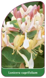 etykieta-szkolkarska-lonicera-caprifolium