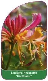 etykieta-szkolkarska-lonicera-heckrottii-goldflame