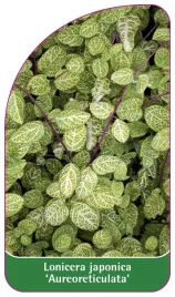 etykieta-szkolkarska-lonicera-japonica-aureoreticulata