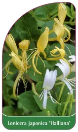etykieta-szkolkarska-lonicera-japonica-halliana