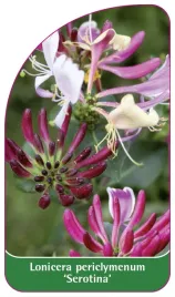 etykieta-szkolkarska-lonicera-periclimenum-serotina