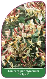 etykieta-szkolkarska-lonicera-periclymenum-belgica