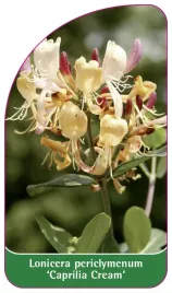 etykieta-szkolkarska-lonicera-periclymenum-caprilia-cream