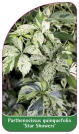 etykieta-szkolkarska-parthenocissus-guin-star-showers