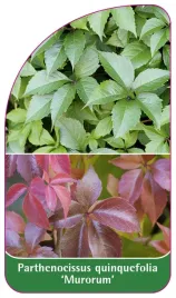 etykieta-szkolkarska-parthenocissus-quin-murorum