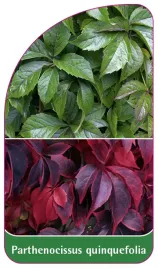 etykieta-szkolkarska-parthenocissus-quinquefolia-standard