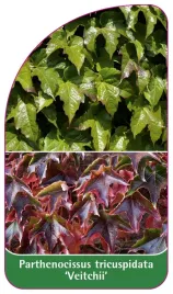 etykieta-szkolkarska-parthenocissus-tricuspidata-veitchii