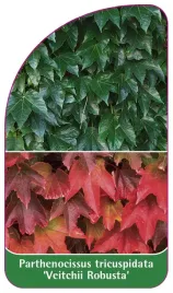 etykieta-szkolkarska-parthenocissus-tricuspidata-veitchii-robusta