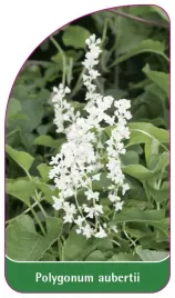 etykieta-szkolkarska-polygonum-aubertii