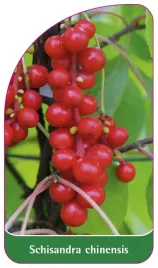 etykieta-szkolkarska-schisandra-chinensis-b