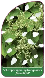 etykieta-szkolkarska-schizophragma-hydrangeoides-moonlight