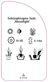 etykieta-szkolkarska-schizophragma-hydrangeoides-moonlight-stan-nowy
