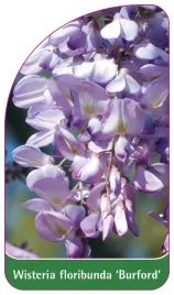 etykieta-szkolkarska-wisteria-floribunda-burford
