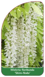 etykieta-szkolkarska-wisteria-floribunda-shiro-noda