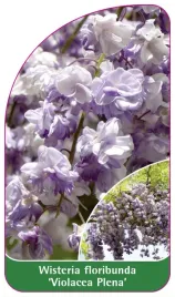 etykieta-szkolkarska-wisteria-floribunda-violacea-plena