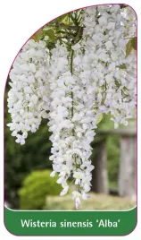 etykieta-szkolkarska-wisteria-sinensis-alba