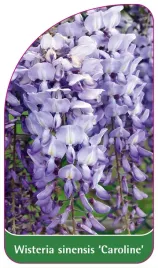 etykieta-szkolkarska-wisteria-sinensis-caroline