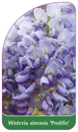 etykieta-szkolkarska-wisteria-sinensis-prolific