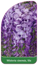 etykieta-szkolkarska-wisteria-sinensis-lila