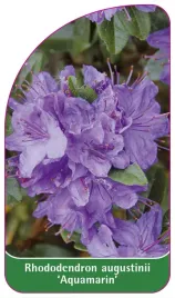 etykieta-szkolkarska-rhododendron-augustinii-aquamarin