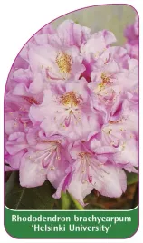 etykieta-szkolkarska-rhododendron-brachycarpum-helsinki-university