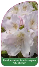 etykieta-szkolkarska-rhododendron-brachycarpum-st-michel