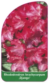etykieta-szkolkarska-rhododendron-brachycarpun-django