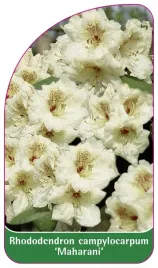 etykieta-szkolkarska-rhododendron-campylocarpum-maharani-a