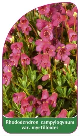 etykieta-szkolkarska-rhododendron-campylogynum-var-myrtilloides