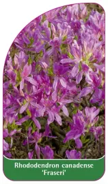 etykieta-szkolkarska-rhododendron-canadense-fraseri