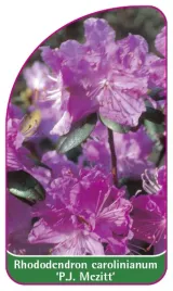 etykieta-szkolkarska-rhododendron-carolinianum-p-j-mezitt-mini