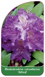 etykieta-szkolkarska-rhododendron-catawbiense-alfred