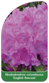 etykieta-szkolkarska-rhododendron-catawbiense-english-roseum