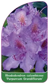 etykieta-szkolkarska-rhododendron-catawbiense-purpureum-grandiflorum