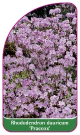 etykieta-szkolkarska-rhododendron-dauricum-praecox-a