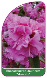 etykieta-szkolkarska-rhododendron-dauricum-staccato-mini